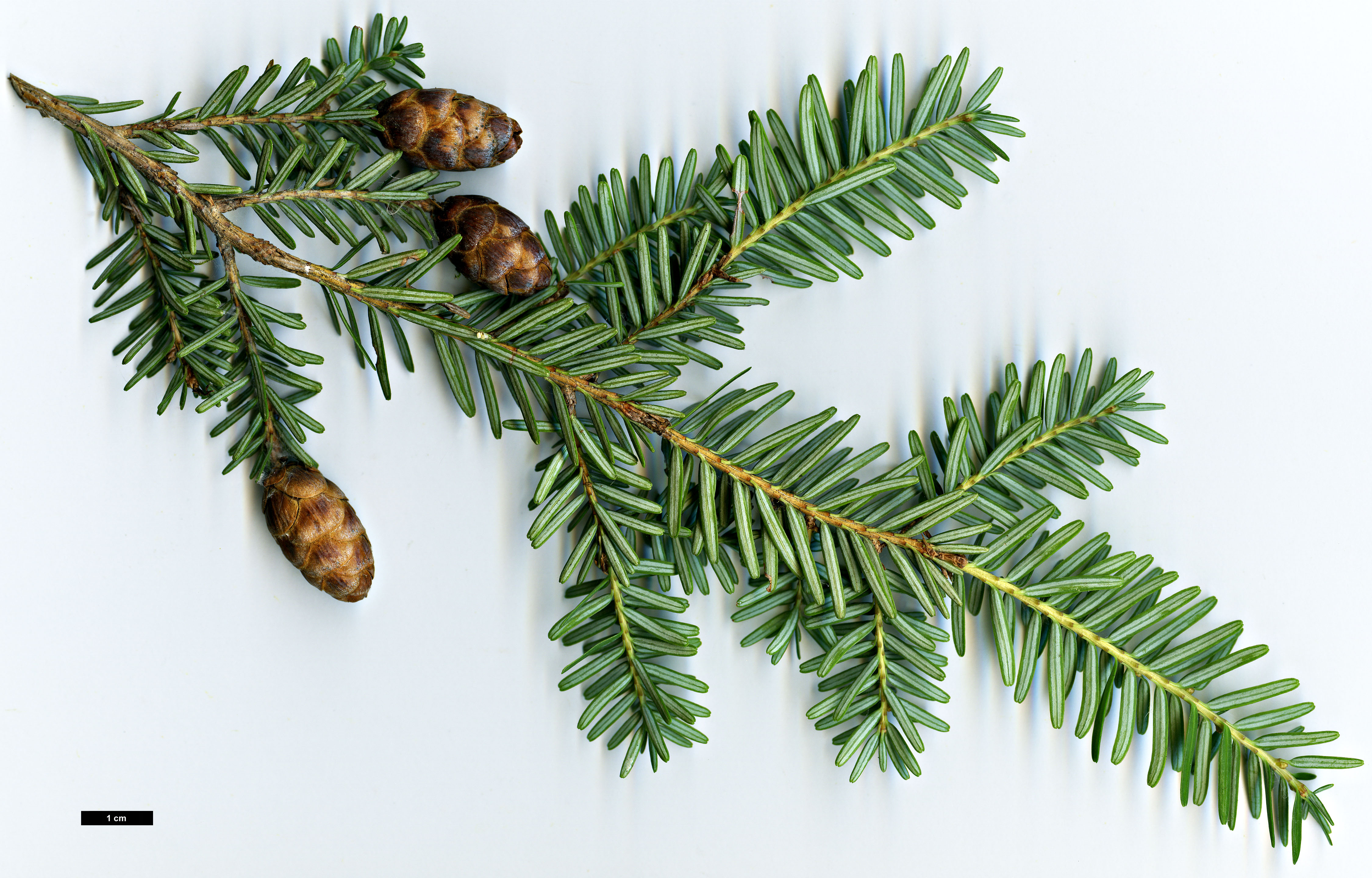 High resolution image: Family: Pinaceae - Genus: Tsuga - Taxon: chinensis - SpeciesSub: var. chinensis